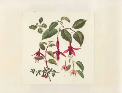 Plants drawn by Miss Brooks from living specimens Pl.44 av Mary Ann Brooks