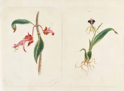 Plants drawn by Miss Brooks from living specimens Pl.45 av Mary Ann Brooks