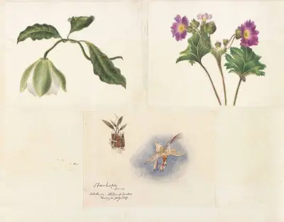 Plants drawn by Miss Brooks from living specimens Pl.46 av Mary Ann Brooks