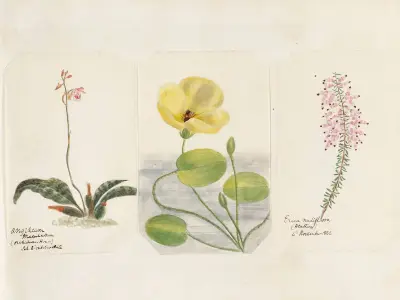 Plants drawn by Miss Brooks from living specimens Pl.47 av Mary Ann Brooks