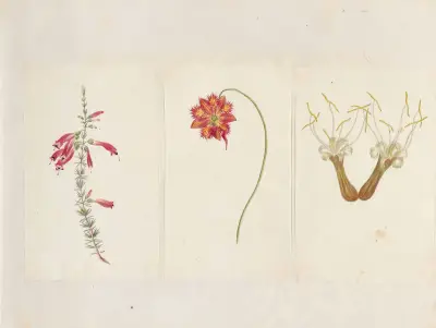 Plants drawn by Miss Brooks from living specimens Pl.53 av Mary Ann Brooks