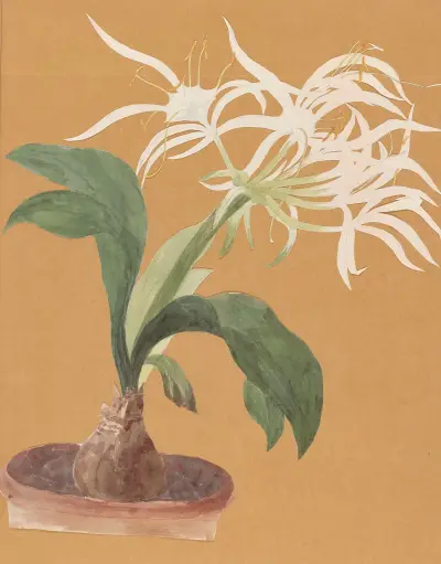 Plants drawn by Miss Brooks from living specimens Pl.55 av Mary Ann Brooks