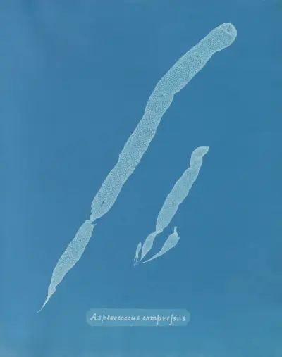 Asperococcus compressus av Anna Atkins