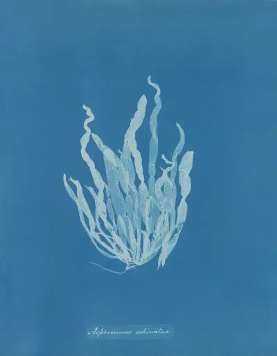 Asperococcus echinatus av Anna Atkins