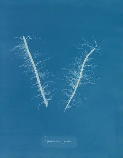 Asperococcus pusillus av Anna Atkins