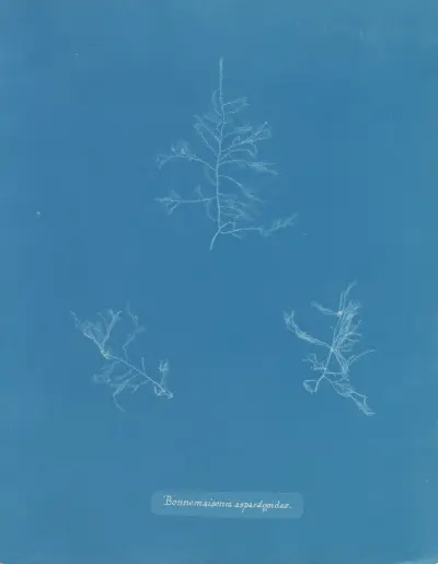 Bonnemaisonia asparagoides av Anna Atkins