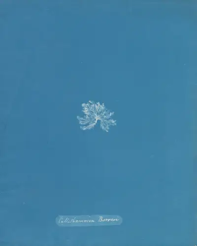 Callithamnion Borreri av Anna Atkins