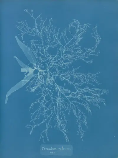 Ceramium rubrum, var. av Anna Atkins