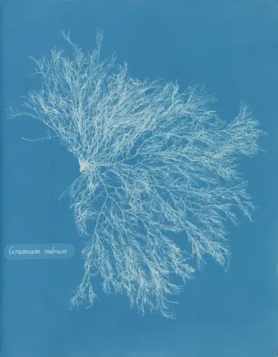 Ceramium rubrum av Anna Atkins
