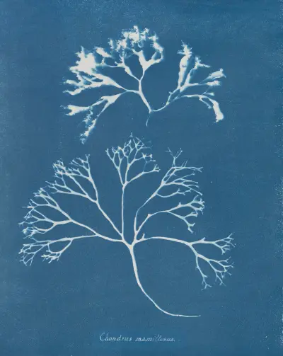 Chondrus mamillosus av Anna Atkins