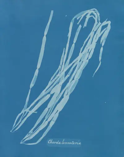 Chorda lomentaria av Anna Atkins