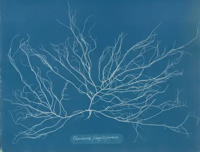 Chordaria flagelliformis., 1843 – nr 1 av Anna Atkins