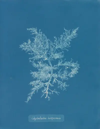 Chylocladia kaliformis, 1843 – nr 2 av Anna Atkins