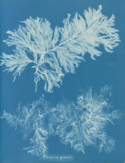 Conferva gracilis av Anna Atkins
