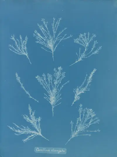 Corallina elongata av Anna Atkins