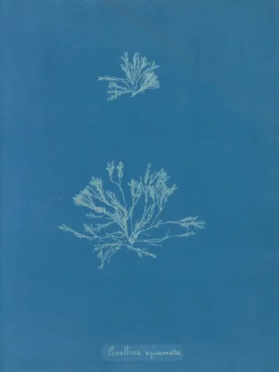 Corallina squamata av Anna Atkins