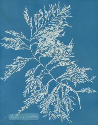 Cystoseira ericoides. av Anna Atkins