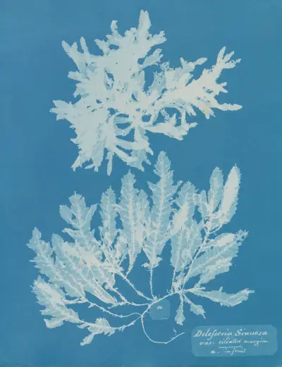 Delesseria Sinuosa va. ciliated margin a. in fruit, Anna Atkins