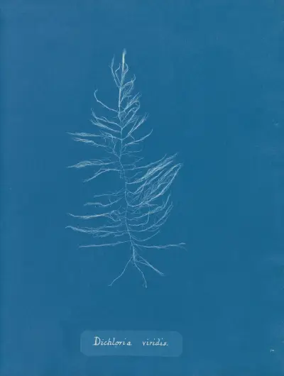 Dichloria viridis av Anna Atkins
