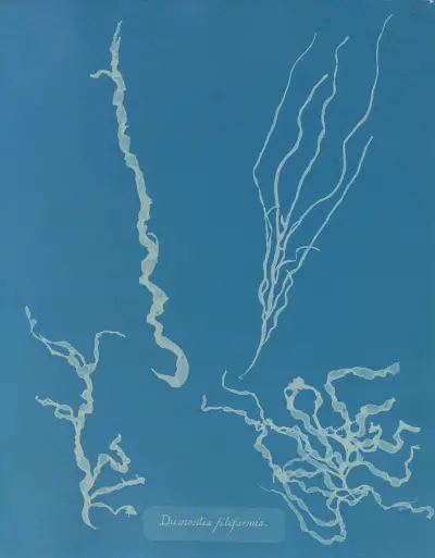 Dumontia filiformis av Anna Atkins