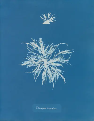 Ectocarpus tomentosus von Anna Atkins
