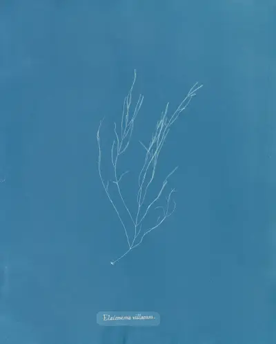 Elaionema villosum av Anna Atkins
