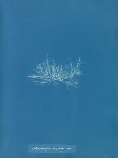 Enteromorpha compressa var. av Anna Atkins