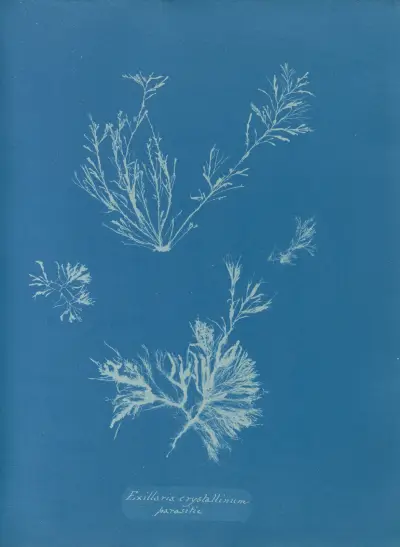 Exilaria crystallinum, parasitic av Anna Atkins