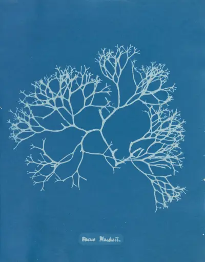 Fucus Machaii av Anna Atkins
