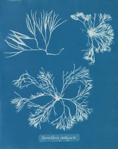 Furcellaria fastigiata, 1843 – nr 2 av Anna Atkins