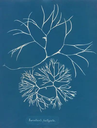 Furcellaria fastigiata., 1843 – nr 1 av Anna Atkins