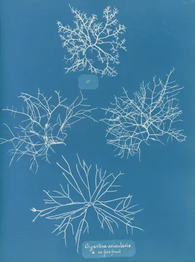 Gigartina acicularis, a. in fine fruit av Anna Atkins