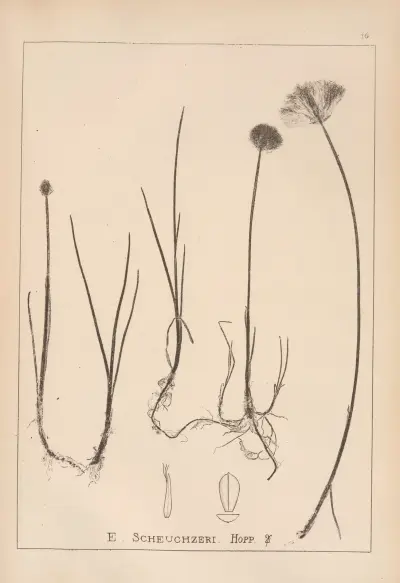 Herbier de la flore française Pl.1187 av Louis Antoine Cusin