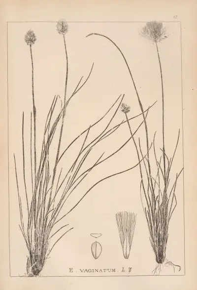 Herbier de la flore française Pl.1188 av Louis Antoine Cusin