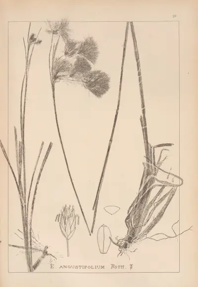 Herbier de la flore française Pl.1190 av Louis Antoine Cusin