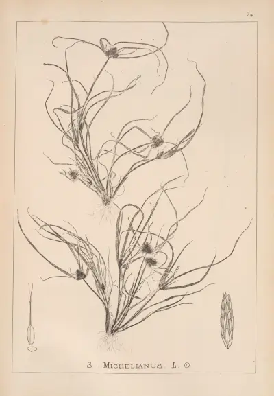 Herbier de la flore française Pl.1195 av Louis Antoine Cusin