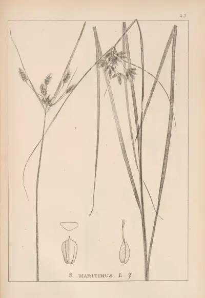 Herbier de la flore française Pl.1196 av Louis Antoine Cusin