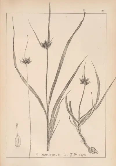 Herbier de la flore française Pl.1197 av Louis Antoine Cusin