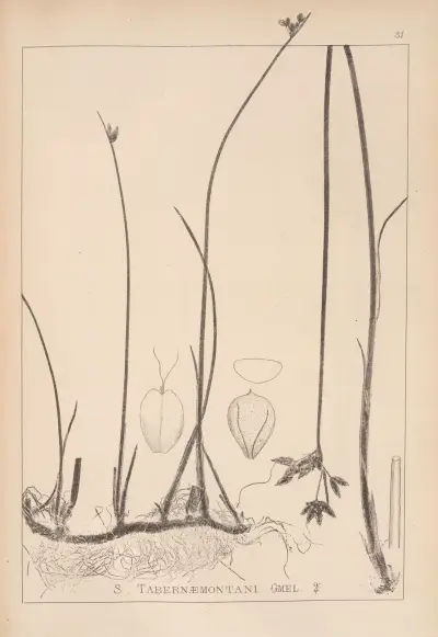 Herbier de la flore française Pl.1202 av Louis Antoine Cusin