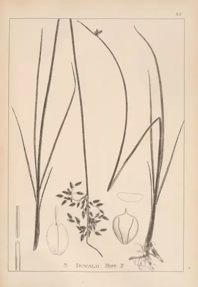 Herbier de la flore française Pl.1203 av Louis Antoine Cusin