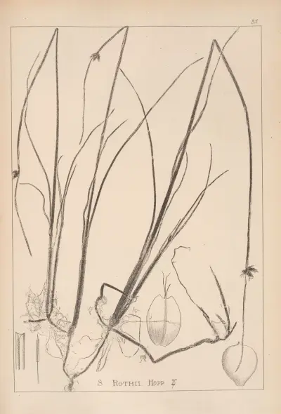 Herbier de la flore française Pl.1206 av Louis Antoine Cusin