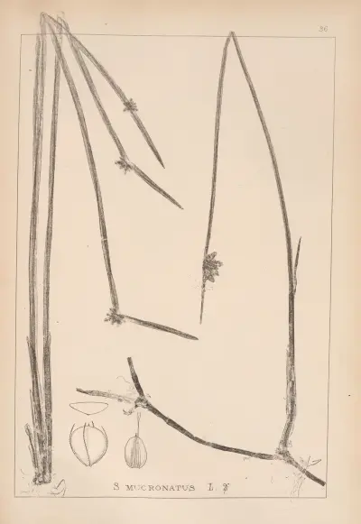 Herbier de la flore française Pl.1207 av Louis Antoine Cusin