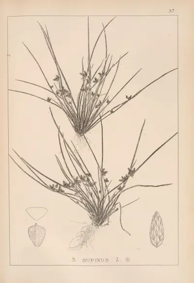 Herbier de la flore française Pl.1208 av Louis Antoine Cusin