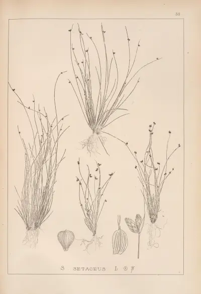 Herbier de la flore française Pl.1209 av Louis Antoine Cusin