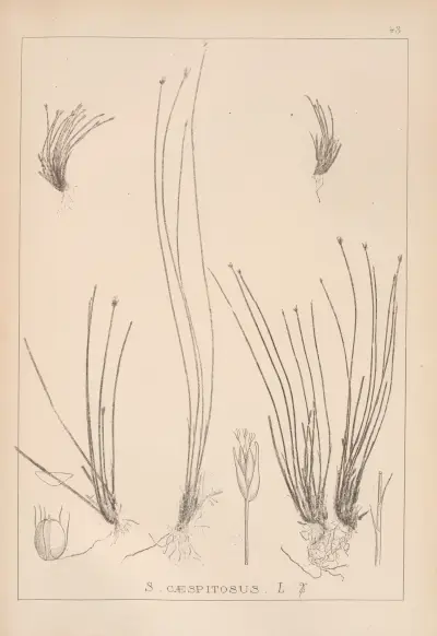 Herbier de la flore française Pl.1214 av Louis Antoine Cusin