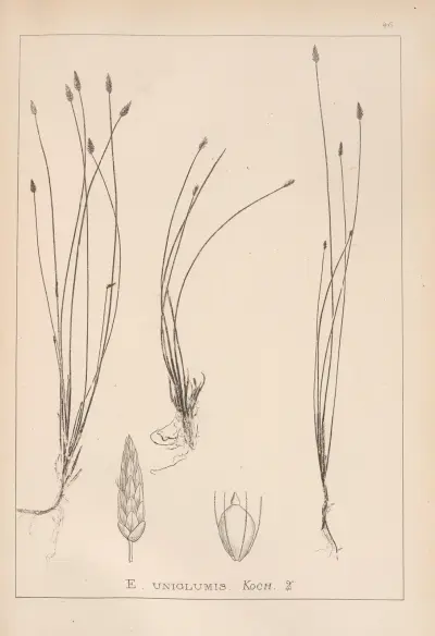Herbier de la flore française Pl.1217 av Louis Antoine Cusin