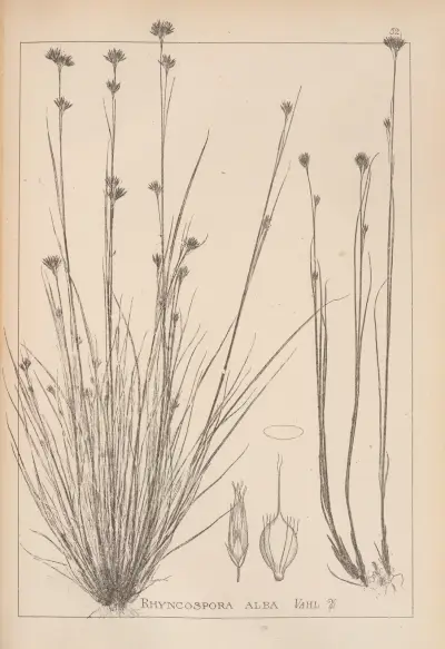 Herbier de la flore française Pl.1223 av Louis Antoine Cusin