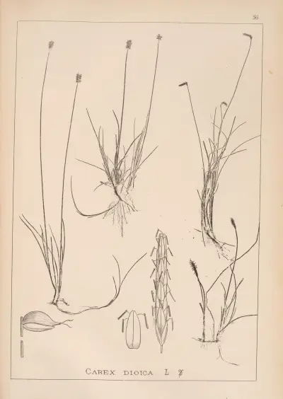 Herbier de la flore française Pl.1227 av Louis Antoine Cusin