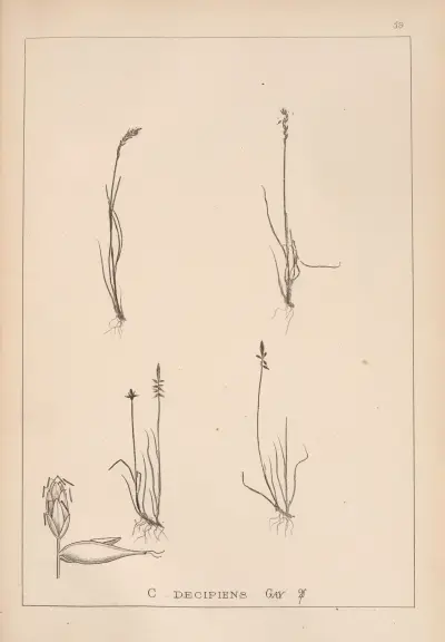 Herbier de la flore française Pl.1230 av Louis Antoine Cusin