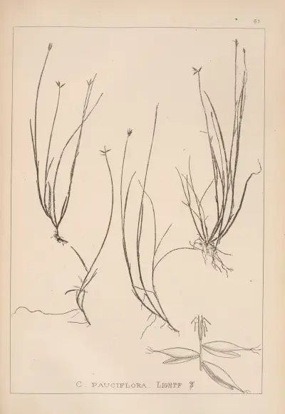 Herbier de la flore française Pl.1232 av Louis Antoine Cusin